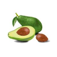 avocado full and half with avocado seed vector