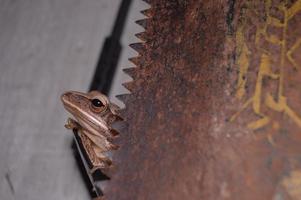 quirky frog photo on top of sunglasses