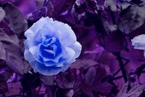 flor rosa azul romántica para el día de san valentín foto