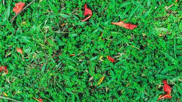 vista superior del fondo de hojas verdes con algunas flores rojas que caen. fondo de hoja verde. textura y fondo de césped artificial verde. telón de fondo verde y papel tapiz. copie el espacio para su texto. foto