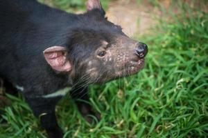 Closeup shot of Tasmanian Devil. Tasmanian devils are the world's largest carnivorous marsupials and among Australia's most beloved creatures. photo