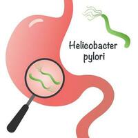 gráfico de ilustración vectorial de helicobacter pylori vector