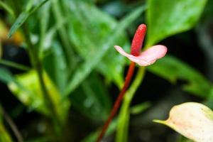 Flamingo flower white blooming soft blur in garden park Thailand photo