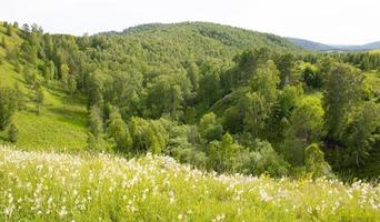 Mountains covered with green grass and trees against the backdrop of white flowers. photo