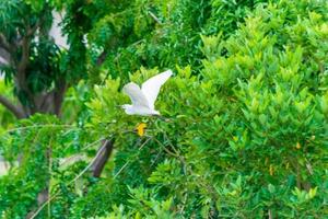 una garcilla bueyera volando sobre la hierba alta foto