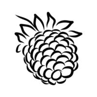 VECTOR LINEAR DRAWING OF RASPBERRY BERRIES ON A WHITE BACKGROUND