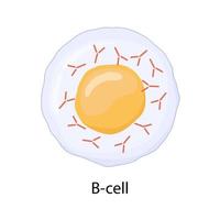 B-lymphocyte isolated on white background. Immune cell. Antibody-producing cell vector