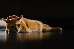Domestic male cat relaxing on the floor photo