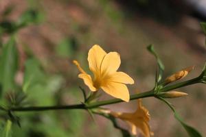 Yellow flower are on branch and buds with blur background. Scientific name is Barleria prionitis L., Thailand. photo