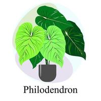 Indoor ornamental deciduous plant philodendron vector