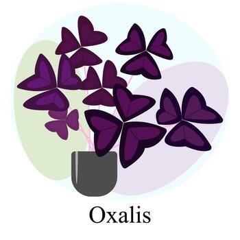 Indoor ornamental deciduous plant oxalis vector