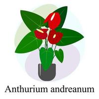 planta de interior con flores anthurium andreanum. flores rojas de anthurium andreanum vector