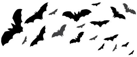 los murciélagos están volando. conjunto de murciélagos vampiros vectoriales aislado en fondo blanco, animales espeluznantes de Halloween en el divisor de ruta horizontal del cielo vector