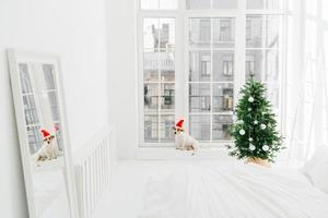 humor navideño, apartamento moderno y animales. dormitorio acogedor con árbol de año nuevo decorado en tonos blancos, cachorro cerca de la ventana. tiro horizontal foto