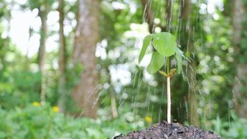 kleiner Baum wächst es wurde gepflanzt und gut bewässert. video