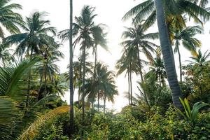 coconut trees on tropical island in summer photo