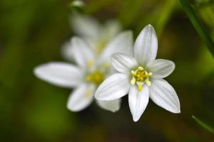 ornithogalum es un género de plantas herbáceas bulbosas perennes de la subfamilia jacinto hyacinthaceae de la familia de los espárragos asparagaceae foto