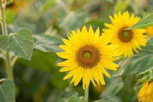 Beautiful yellow sunflower in the evening  sunset orange light photo