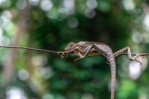 Chameleon animal up close. Asian chameleon in close-up photo