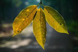 Dry leaf texture and nature background. Surface of brown leaves material, closeup with blurred scene Free Photo