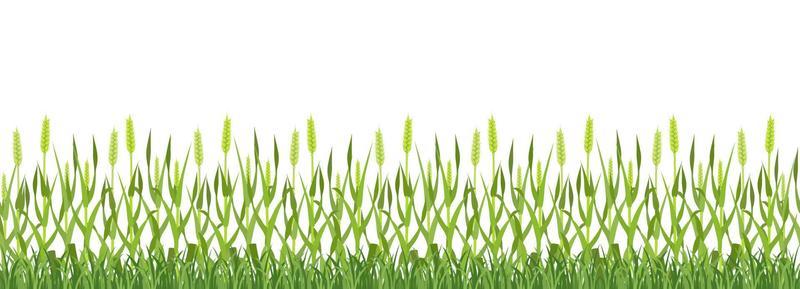 Background of green wheat field. Seamless border of ears of corn with grass.