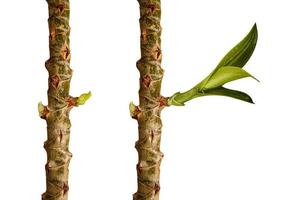 crecimiento de una hoja, hojas y ramas agricultura. plantas creciendo foto