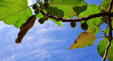 Beautiful bottom angle of figs tree Ficus carica on the blue sky background with the silhouette of leaves, branch, and fruit. Suitable for the agriculture advertising, industry promotion, etc. photo