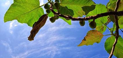 Beautiful bottom angle of figs tree Ficus carica on the blue sky background with the silhouette of leaves, branch, and fruit. Suitable for the agriculture advertising, industry promotion, etc. photo