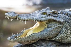 close up crocodile with open mouth photo
