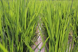 campos de arroz verde con espaciado de arroz como flujo de agua, foto