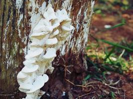 A strange mushroom that grows on a naturally occurring log. photo