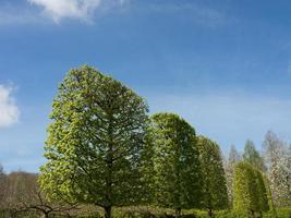 spring time in the netherlands photo