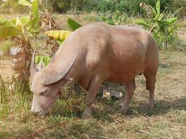 el búfalo albino, un animal rural con una piel genética única, tiene un color de piel rosado. foto
