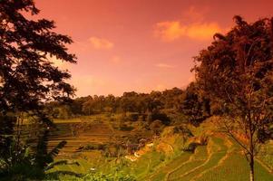 landscape view of rice fields in the Selotapak Trawas Mountains, Mojokerto, Indonesia. photo