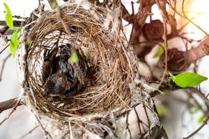 closeup baby bird in nest on tree,top view photo