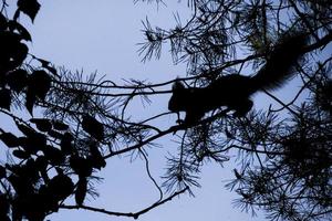 crepúsculo, una ardilla en un árbol saltará foto