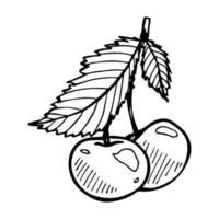 Vector cherry clipart. Hand drawn berry icon. Fruit illustration