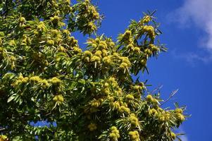 Chestnuts tree in the blue sky photo