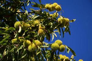 Chestnuts tree in the blue sky photo