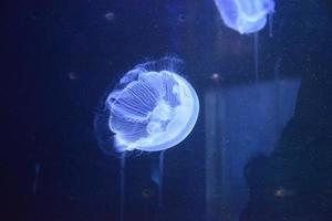 A closeup shot of jellyfishes photo