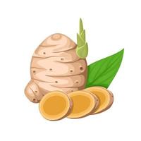 Vector illustration, rhizome of Curcuma or Curcuma zanthorrhiza, with slices, isolated on white background.