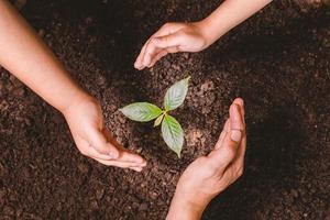 A small tree and hands are planting trees tenderly. photo