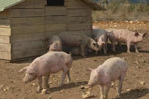 Pigs in their surroundings photo