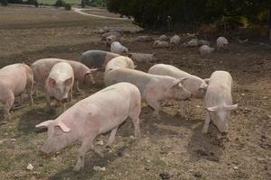 Pigs in their surroundings photo