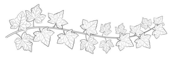Drawing of ivy leaves. vector