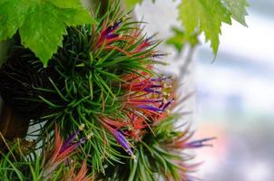 tillandsia o planta de aire que crece sin tierra adherida a la madera con sus coloridas flores. foto