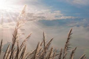 Brown grass flower with sun rim light and blue cloudy sky photo