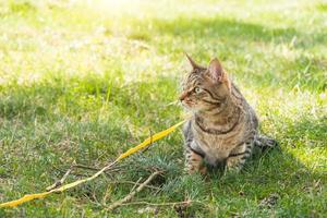 paseando a un gato doméstico en un arnés amarillo. el gato atigrado tiene miedo al aire libre, se esconde en la hierba verde, con cautela y curiosidad. enseñando a tu mascota a caminar foto