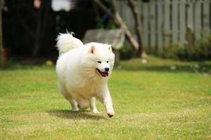 Samoyed running on grass at the park. Dog unleashed in grass field. photo