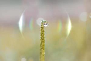 drop on the grass in rainy season in springtime photo